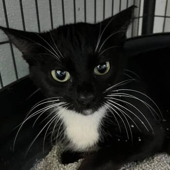 Domestic Short Hair Cats Available for Adoption in Sarasota, Florida - Matilda | PetCurious