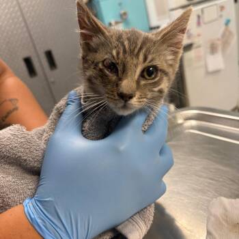 Tweedle -  Domestic Short Hair Cat for Adoption in Newark, New Jersey - Tweedle | PetCurious