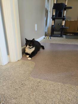 Kevin Raccoonicorn -  Domestic Short Hair Cat for Adoption in Cincinnati, Ohio - Kevin Raccoonicorn | PetCurious