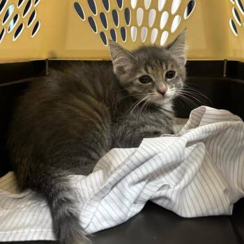 Skeeter Bite -  Domestic Short Hair Cat for Adoption in Saint Charles, Missouri - Skeeter Bite | PetCurious