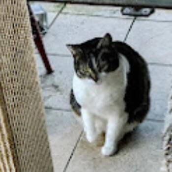 KITTY KITTY -  Domestic Short Hair Cat for Adoption in Richmond, California - KITTY KITTY | PetCurious