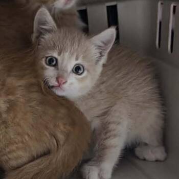 Warbler C12404 -  Domestic Medium Hair Cat for Adoption - Warbler C12404 | PetCurious
