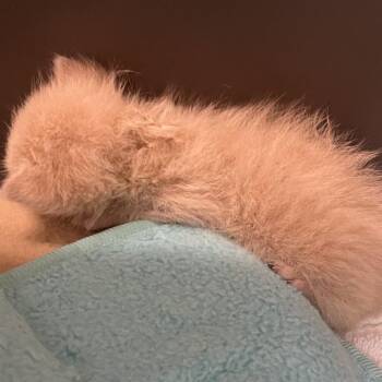 Domestic Short Hair Cats Available for Adoption in Harrisonburg, Virginia - 70923 | PetCurious