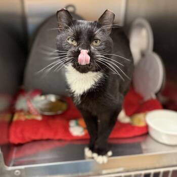 Karate Kid -  Domestic Short Hair Cat for Adoption in Philadelphia, Pennsylvania - Karate Kid | PetCurious
