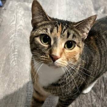 Sapphira -  Domestic Short Hair Cat for Adoption in Clearwater, Florida - Sapphira | PetCurious