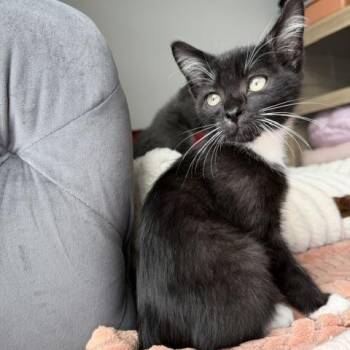 Munch -  Domestic Short Hair Cat for Adoption in Seymour, Tennessee - Munch | PetCurious