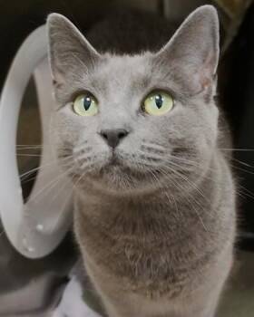 Tinkerbell -  Domestic Short Hair Cat for Adoption in Fishers, Indiana - Tinkerbell | PetCurious