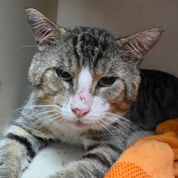 Rambling Ralph -  Domestic Short Hair Cat for Adoption in Port Richey, Florida - Rambling Ralph | PetCurious