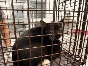 A1270988 -  Domestic Short Hair Cat for Adoption in Charlotte, North Carolina - A1270988 | PetCurious