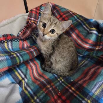 Emerald Haseman -  Domestic Short Hair Cat for Adoption in Morrison, Colorado - Emerald Haseman | PetCurious