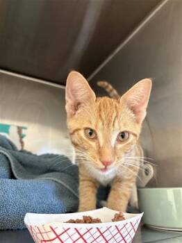 Domestic Short Hair Cats Available for Adoption - VALENTINO | PetCurious