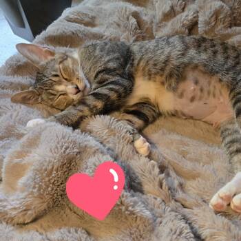 Rescue Domestic Short Hair Cats for Adoption in Denver, Colorado - Mama Tater Tot Houston | PetCurious