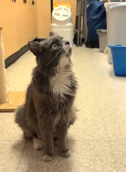 Domestic Medium Hair Cats Available for Adoption in Albuquerque, New Mexico - Kendra | PetCurious