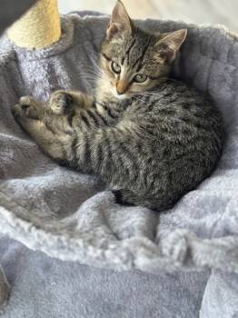 Rescue American Bobtail Cats for Adoption in Johnson City, Tennessee - Mace | PetCurious