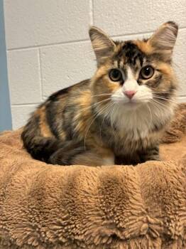 *Tilly* -  Domestic Long Hair Cat for Adoption in Salt Lake City, Utah - *Tilly* | PetCurious