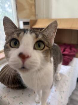 Mama Pasta -  Domestic Short Hair Cat for Adoption in Fort Collins, Colorado - Mama Pasta | PetCurious