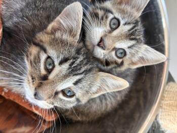 Kylian -  Domestic Short Hair Cat for Adoption in Steinbach, Manitoba - Kylian | PetCurious