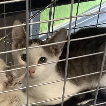 Mini Boss 2 -  Domestic Short Hair Cat for Adoption in Montgomery, Alabama - Mini Boss 2 | PetCurious