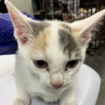 Lite-Brite -  Domestic Short Hair Cat for Adoption in Las Cruces, New Mexico - Lite-Brite | PetCurious