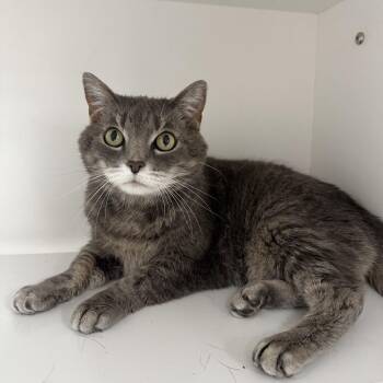 Rescue Domestic Medium Hair Cats for Adoption in Crookston, Minnesota - Shay | PetCurious