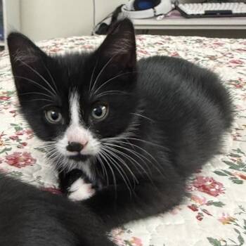 Monkey -  Domestic Short Hair and Tuxedo Cat for Adoption in Germansville, Pennsylvania - Monkey | PetCurious