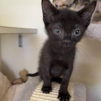 Dino -  Domestic Short Hair Cat for Adoption in Buellton, California - Dino | PetCurious