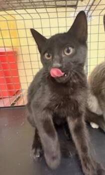 Domestic Short Hair Cats Available for Adoption in Fort Myers, Florida - BAILEY | PetCurious
