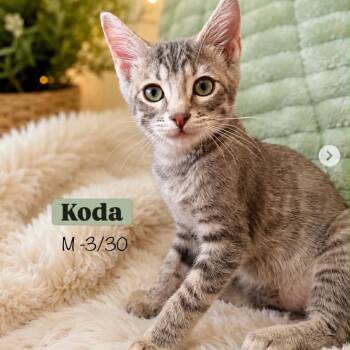 Koda -  Domestic Short Hair Cat for Adoption in Victoria, British Columbia - Koda | PetCurious