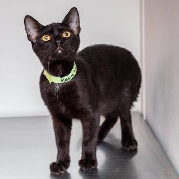 Keegan -  Domestic Short Hair Cat for Adoption in Hattiesburg, Mississippi - Keegan | PetCurious