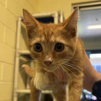 Morton -  Domestic Short Hair Cat for Adoption - Morton | PetCurious