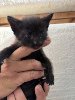 Frazier -  Domestic Medium Hair Cat for Adoption in Key West, Florida - Frazier | PetCurious