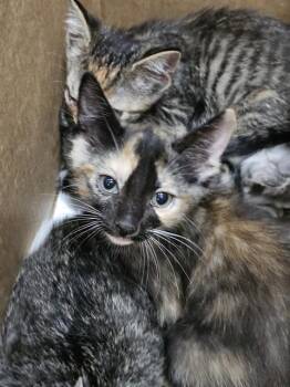 CHAI -  Domestic Short Hair Cat Available for Adoption in Dallas, Texas - CHAI | PetCurious