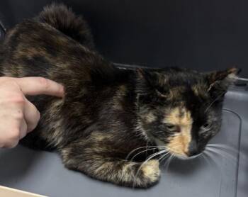 Pen 33 Bailey -  Domestic Short Hair Cat for Adoption in Lawrenceville, Georgia - Pen 33 Bailey | PetCurious