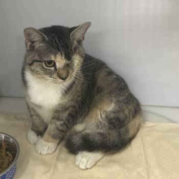 Rescue Domestic Short Hair Cats for Adoption in Gainesville, Florida - Horus | PetCurious