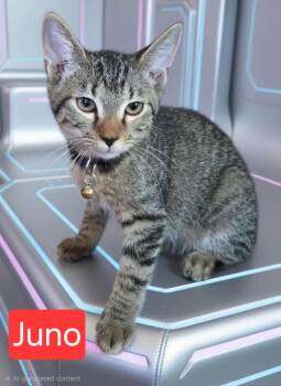 Juno Wesa 4433 -  Domestic Short Hair Cat for Adoption in Dallas, Texas - Juno Wesa 4433 | PetCurious