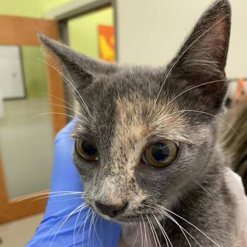 Sable -  Domestic Short Hair Cat for Adoption in Lynchburg, Virginia - Sable | PetCurious