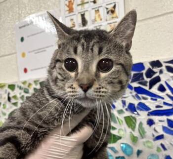 CIRCE -  Domestic Short Hair Cat for Adoption in Pensacola, Florida - CIRCE | PetCurious