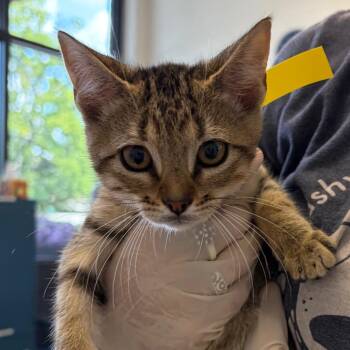 Jagger -  Domestic Short Hair Cat for Adoption in Nashville, Tennessee - Jagger | PetCurious