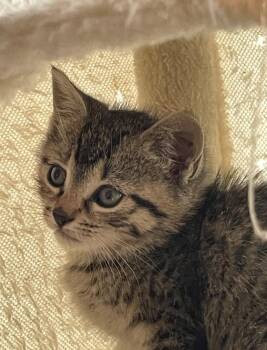 Rescue Domestic Short Hair Cats for Adoption in Hawthorne, New Jersey - Wren | PetCurious