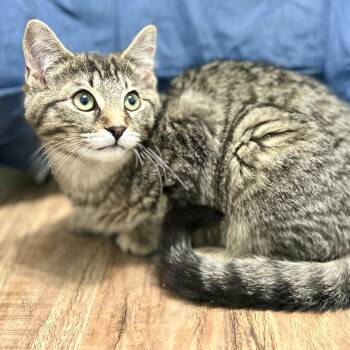 Domestic Short Hair Cats Available for Adoption - Fred | PetCurious