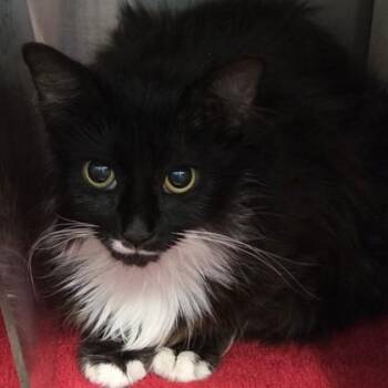 Stache -  Domestic Short Hair Cat Available for Adoption in Voorhees Township, New Jersey - Stache | PetCurious