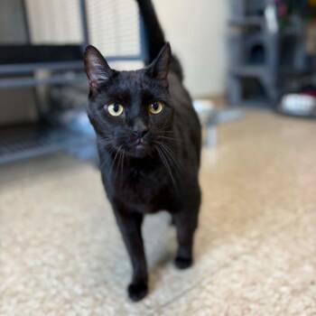 Trip -  Domestic Short Hair Cat for Adoption in Milan, Illinois - Trip | PetCurious