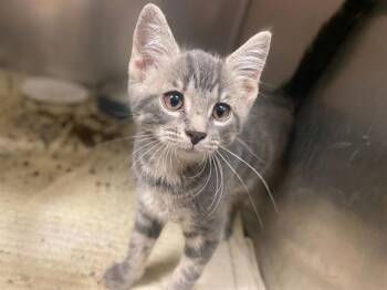HOPPER -  Domestic Short Hair Cat for Adoption in Fort Wayne, Indiana - HOPPER | PetCurious