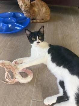 Bulbasaur -  Domestic Short Hair Cat for Adoption in Dallas, Texas - Bulbasaur | PetCurious