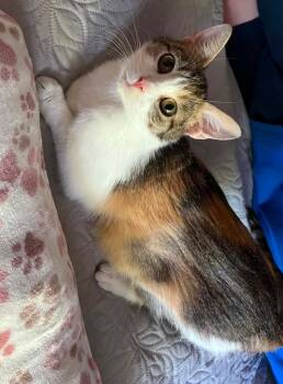 Charlotte -  Domestic Short Hair Cat Available for Adoption in Taycheedah, Wisconsin - Charlotte | PetCurious
