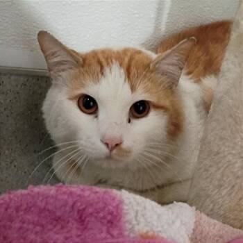 Ragnar -  Domestic Short Hair Cat for Adoption in Murray, Utah - Ragnar | PetCurious
