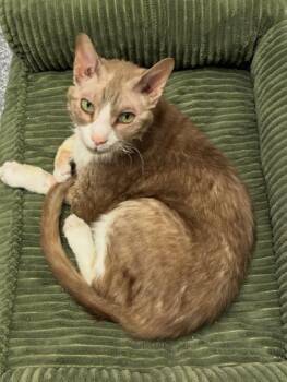 Cornish Rex Cats Available for Adoption in Madison, Wisconsin - CHARLES | PetCurious