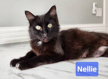 Rescue Domestic Medium Hair Cats for Adoption in San Jacinto, California - Nellie | PetCurious