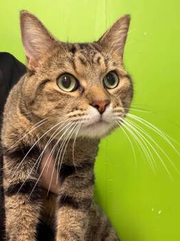 Gustave -  Domestic Short Hair Cat for Adoption in Delson, Quebec - Gustave | PetCurious