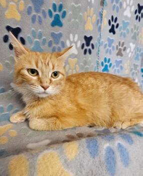 Bubblegum -  Domestic Short Hair Cat for Adoption in Wabash, Indiana - Bubblegum | PetCurious